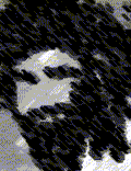 Coiote_DF